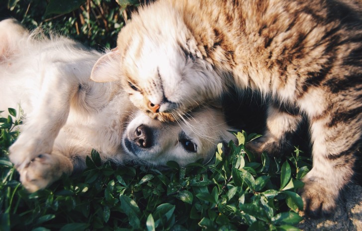 Como escolher a ração ideal para seu pet